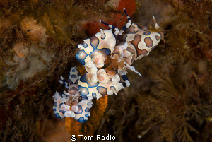 Harlequin Shrimp eating a star fish...as usual
Bali, Ind... by Tom Radio 